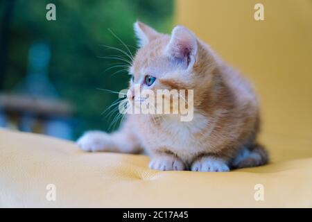 Nette kleine rote Katze sitzt auf gelben Stuhl neben Fenster auf dem Hintergrund. Junge niedliche kleine rote Kitty. Langhaarige Ingwer Kätzchen spielen zu Hause. Nette lustige Haustiere. Haustiere und Junge Kätzchen Stockfoto