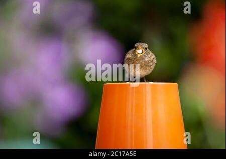 Eurasischer Jungvogel, Erithacus rubecula, auf einem, ungedrehten, orangefarbenen Pflanzentopf sitzend und mit Suet-Pellets fütternd. Balham, London, England, Großbritannien Stockfoto