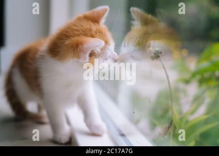 Nette kleine rote Katze sitzt auf Holzboden neben dem Fenster. Junge kleine rote Kätzchen, die ihre Spiegelung im Fenster betrachtet. Ingwer Kätzchen. Niedliche Haustiere. Haustiere und junge Kätzchen. Selektiver Fokus Stockfoto