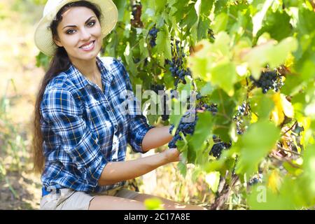 Weinlese. Bauer mit frisch geernteten Trauben. Stockfoto