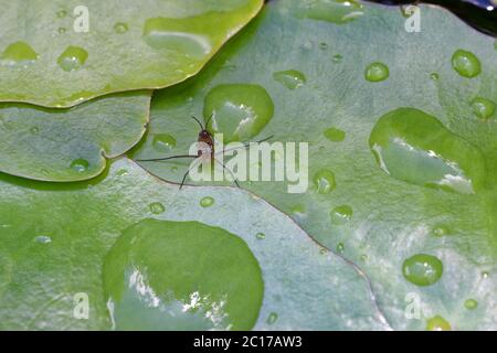 Gemeiner Pond Skater - Gerris lacustris frühe instar Nymphe auf Seerosen Pads nach Regen Stockfoto