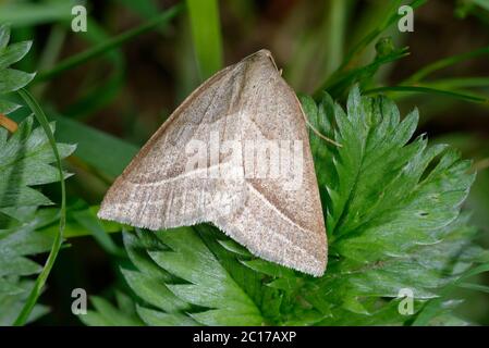 Braune Silberleine Moth - Petrophora chlorosata auf Blatt ruhend Stockfoto