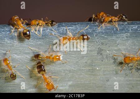 Gruppe von pharaonen, die auf Nahrung herumlaufen Stockfoto