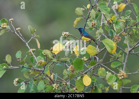 Variabler Sonnenvogel gelber bauchige Sonnenvogel Cinnyris venustus Nectarinia venusta in Kenia Stockfoto