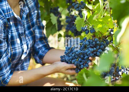 Weinlese. Bauer mit frisch geernteten Trauben. Stockfoto