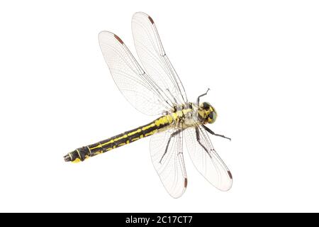 Gemeinsame Clubtail (Befestigung Vulgatissimus) isoliert auf weißem Hintergrund Stockfoto