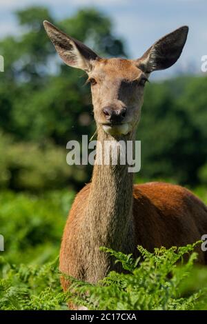 Porträt des weiblichen Rothirsches, Hinde, Fütterung von Vegetation Stockfoto