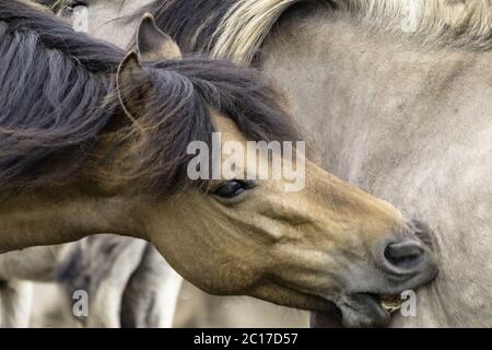 Social Contact Management, Wildpferde in Merfelder Bruch, Dülmen, Nordrhein-Westfalen, Juni, Stockfoto