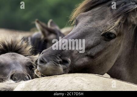 Friedliche Zweisamkeit, Wildpferde in Merfelder Bruch, Dülmen, Nordrhein-Westfalen, Juni, Stockfoto