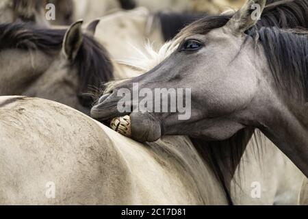 Friedliche Zweisamkeit, Wildpferde in Merfelder Bruch, Dülmen, Nordrhein-Westfalen, Juni, Stockfoto