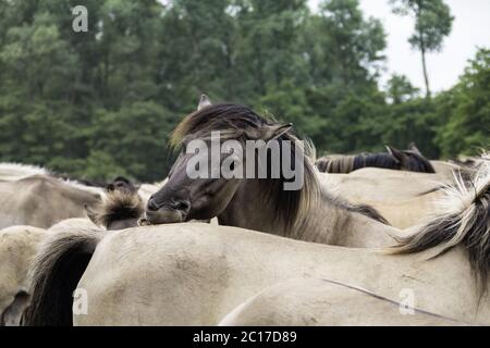 Social Contact Management, Wildpferde in Merfelder Bruch, Dülmen, Nordrhein-Westfalen, Juni, Stockfoto