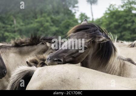 Social Contact Management, Wildpferde in Merfelder Bruch, Dülmen, Nordrhein-Westfalen, Juni, Stockfoto