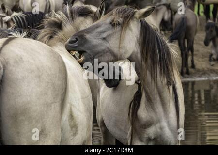 Social Contact Management, Wildpferde in Merfelder Bruch, Dülmen, Nordrhein-Westfalen, Juni, Stockfoto