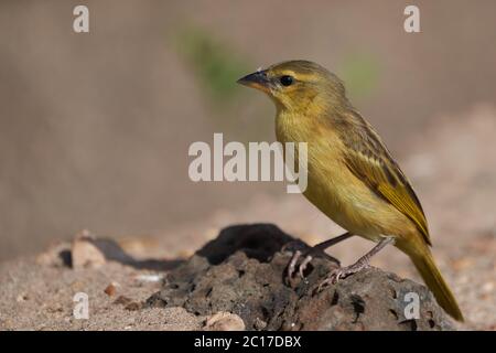 Gelbe Fassade kanarienvogel Crithagra mozambica Gelbe Augen Finke Portrait Stockfoto