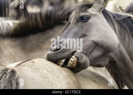 Social Contact Management, Wildpferde in Merfelder Bruch, Dülmen, Nordrhein-Westfalen, Juni, Stockfoto