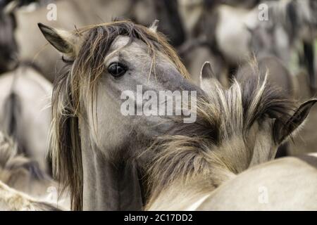 Social Contact Management, Wildpferde in Merfelder Bruch, Dülmen, Nordrhein-Westfalen, Juni, Stockfoto