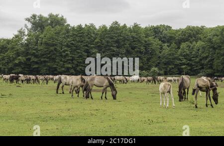 Wild lebende Pferde in der Merfelder Pause, Dülmen, Nordrhein-Westfalen, Juni, Stockfoto