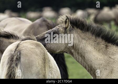 Wild lebende Pferde in der Merfelder Pause, Dülmen, Nordrhein-Westfalen, Juni, Stockfoto