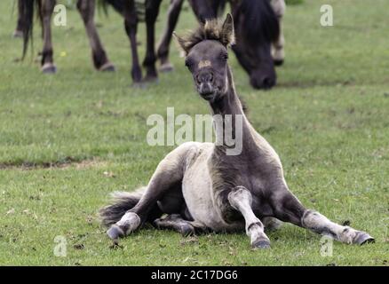 Fohlen, wild lebende Pferde in der Merfelder Pause, Dülmen, Nordrhein-Westfalen, Juni, Stockfoto