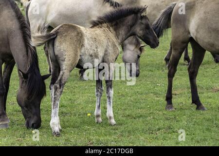 Fohlen, wild lebende Pferde in der Merfelder Pause, Dülmen, Nordrhein-Westfalen, Juni, Stockfoto