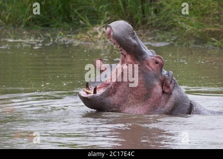 Hippo Hippopotamus Amphibious Africa Safari Portrait Wasser aus offenen brüllen Stockfoto