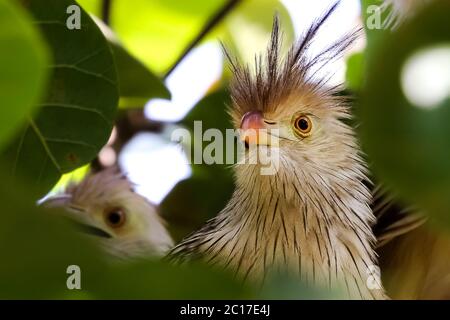 Nahaufnahme von Guira Kuckuck im Baum, Amazonas, Brasilien Stockfoto