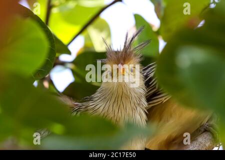 Nahaufnahme von Guira Kuckuck im Baum, Amazonas, Brasilien Stockfoto