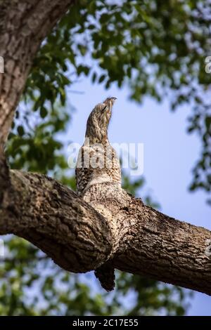 Seltene große aber kaum zu unterscheiden von den Baumstamm, perfekte Tarnung, Pantanal, Brasilien Stockfoto