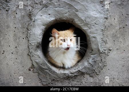 Eine weiß-rot, streunende Katze sitzt in einem kreisförmigen Kellerfenster Stockfoto