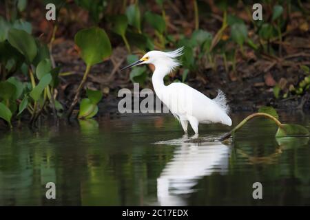 Snowy Reiher auf der Suche nach Nahrung im Wasser mit Reflexion, Pantanal, Brasilien Stockfoto