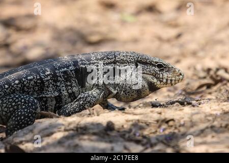 Profil von einem schwarz-weiß Teju, Pantanal, Brasilien Stockfoto