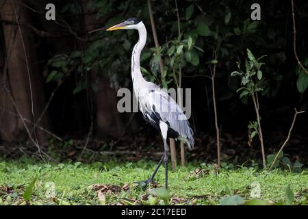 Weiß-necked Reiher stehen in den Rasen, Pantanal, Brasilien Stockfoto