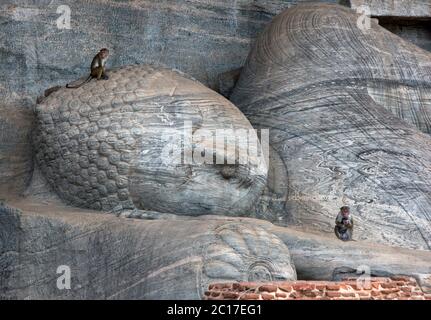 Die Affen der Toque Macaque sitzen auf der liegenden Buddha-Statue von Gal Vihara an der antiken Stätte von Polonnaruwa. Es ist aus Granitfelsen geschnitzt. Stockfoto