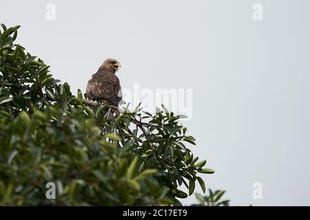 Schwarzer Drachen Portrait Milvus Milvus Ngorongoro Krater Stockfoto