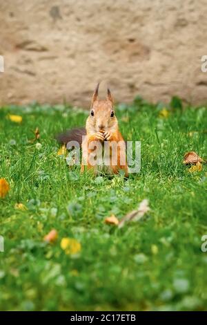 Niedliches rotes Eichhörnchen im grünen Gras frisst eine Nuss, Herbst in einem Stadtpark, Ernte essbare Bestände für den Winter Stockfoto