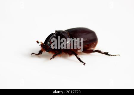 Ein Nashornkäfer Oryctes Nasicornis läuft auf einem weißen Hintergrund. Stockfoto