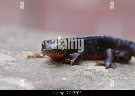 Alpine Molch Ichthyosaura alpestris Amphibian Orange Belly Stockfoto