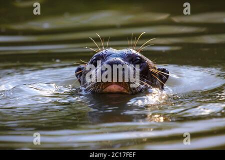Nahaufnahme von einer Riesen-Otter schwimmen in einem Fluss, Kopf über Wasser, Pantanal, Brasilien Stockfoto