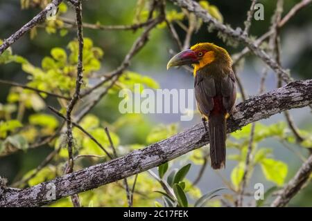 Safran-Toucanet auf einem Ast im Atlantischen Regenwald, Itatiaia, Brasilien Stockfoto