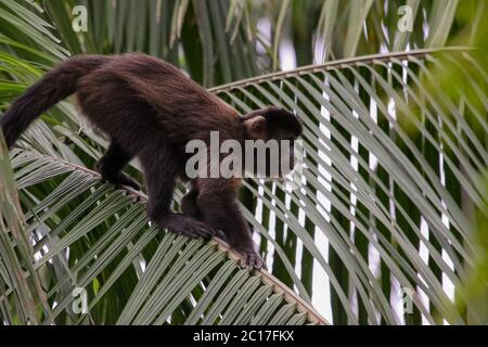 Brauner Kapuziner Klettern auf einem Palmblatt, Atlantischen Regenwaldes, Itatiaia, Brasilien Stockfoto