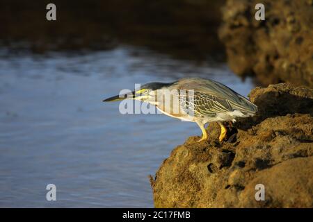 Gestreifte Reiher auf der Suche nach Beute in seichtem Wasser, Praia do Forte, Bahia, Brasilien Stockfoto