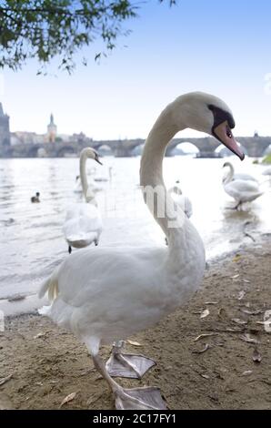 Prag. Schwäne auf der Moldau und Karlsbrücke im Hintergrund Stockfoto