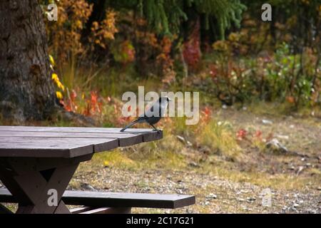 Grau Jay sitzt auf einem Picknick Tisch in Denali National Park, Alaska Stockfoto