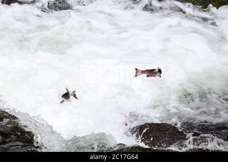 Lachse zum Laichen stromaufwärts springend, Russian River Falls, Kenai Halbinsel, Alaska Stockfoto