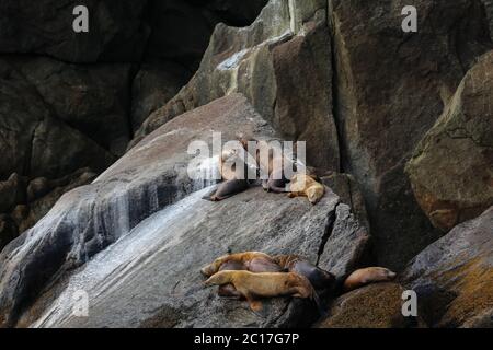 Gruppe der Stellaren Seelöwen ruht auf Felsen, Kenai Fjords National Park, Alaska Stockfoto