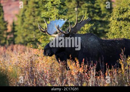 Nahaufnahme eines beeindruckenden männlichen Elches im späten Nachmittagslicht und Herbstlandschaft in Denali Na Stockfoto