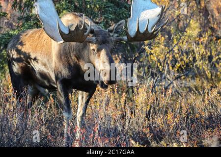 Nahaufnahme eines männlichen Elches mit riesigen Geweihen im späten Nachmittagslicht im Denali National Park, Aras Stockfoto