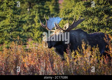 Nahaufnahme eines beeindruckenden männlichen Elches im späten Nachmittagslicht und Herbstlandschaft in Denali Na Stockfoto