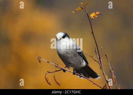 Grau jay sitzt auf einem Ast und Falllaub, Chena River, Alaska Stockfoto