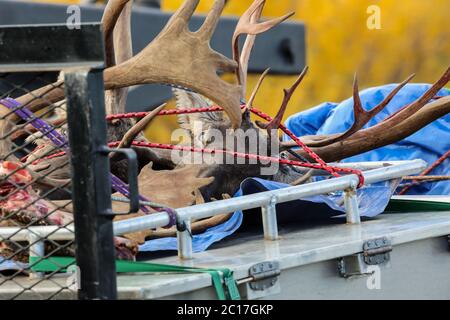 Jagdtrophäen, Elche Köpfe mit Hörnern auf einem Jäger Fahrzeug, Richardson Highway, Alaska Stockfoto